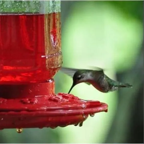 thumbnail for publication: Atracción de aves al patio: selección del comedero para aves